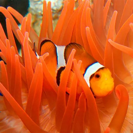 Immagine per la categoria Acquari