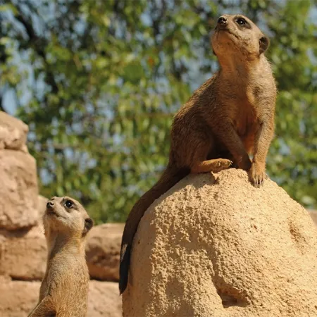 Immagine per la categoria Zoo Safari