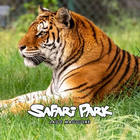 Safari Park Pombia biglietti scontati