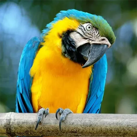 Bioparchi