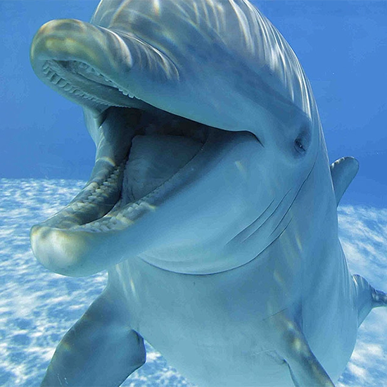 Scopri le nostre offerte per gli Acquari